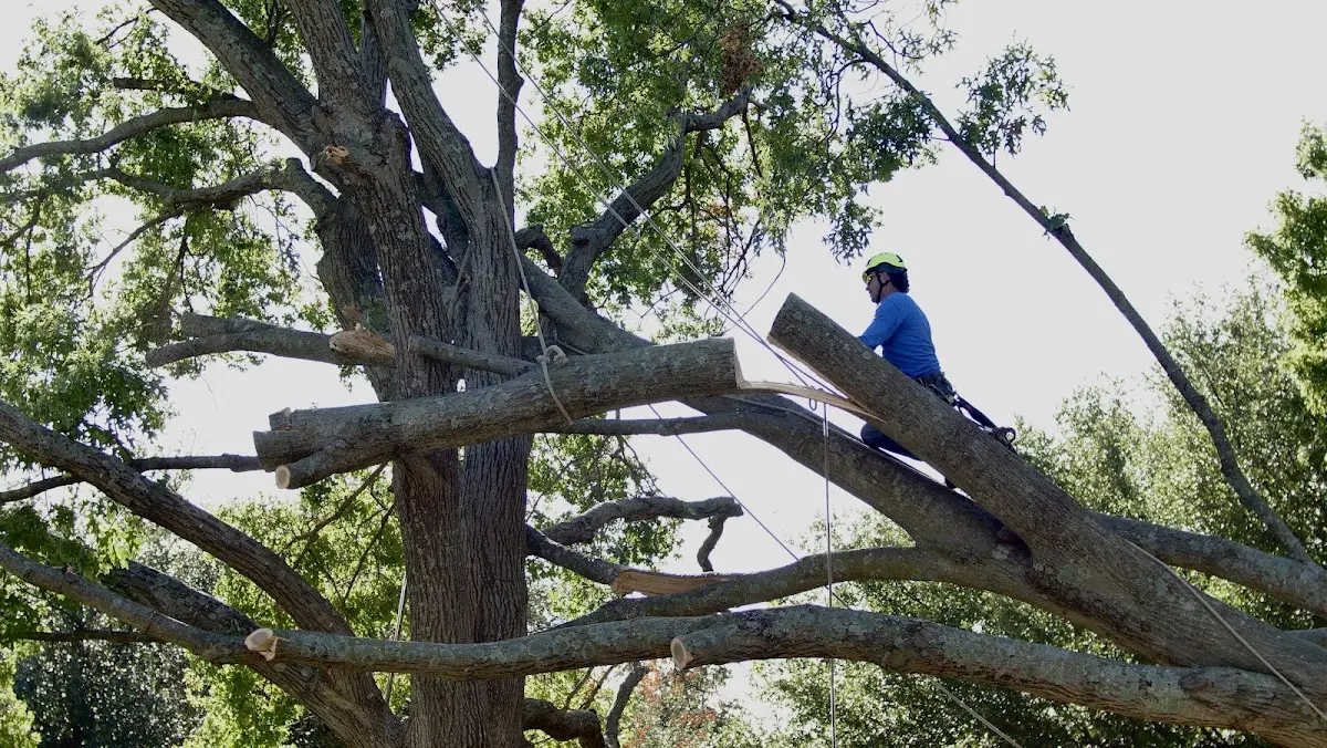 Professional Hazardous Tree Removal performed by certified arborists in Coralville