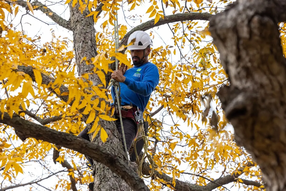 Skilled Tree Planing crew working in Coralville